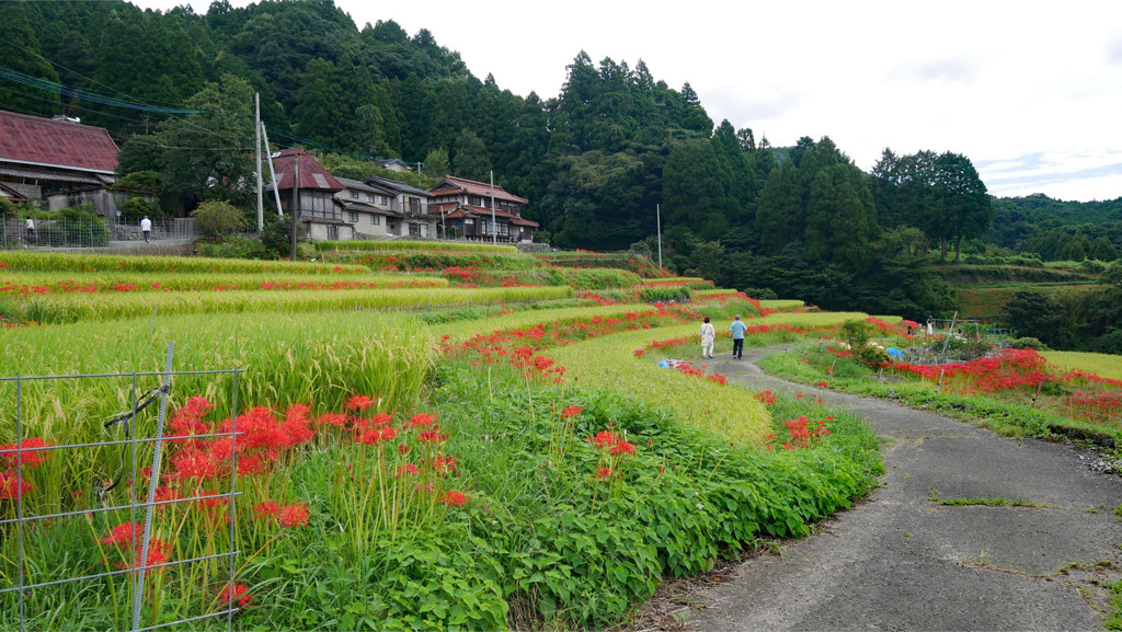 江里山の彼岸花 (12)