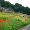 江里山の彼岸花 (12)