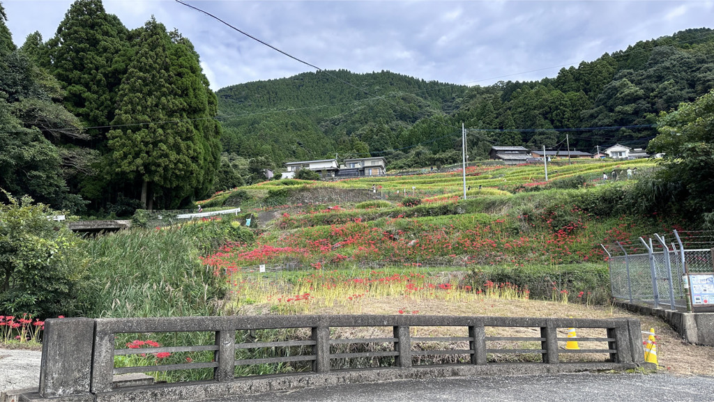 江里山の彼岸花 (3)