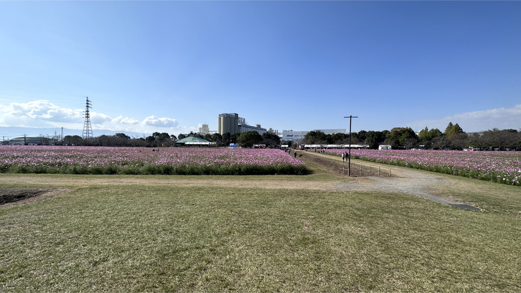 キリン花園のコスモス＠2023 (10)