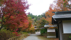 呑山観音寺 (45) 特別拝観ゾーンの紅葉