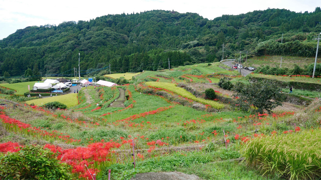 江里山の彼岸花 (14)