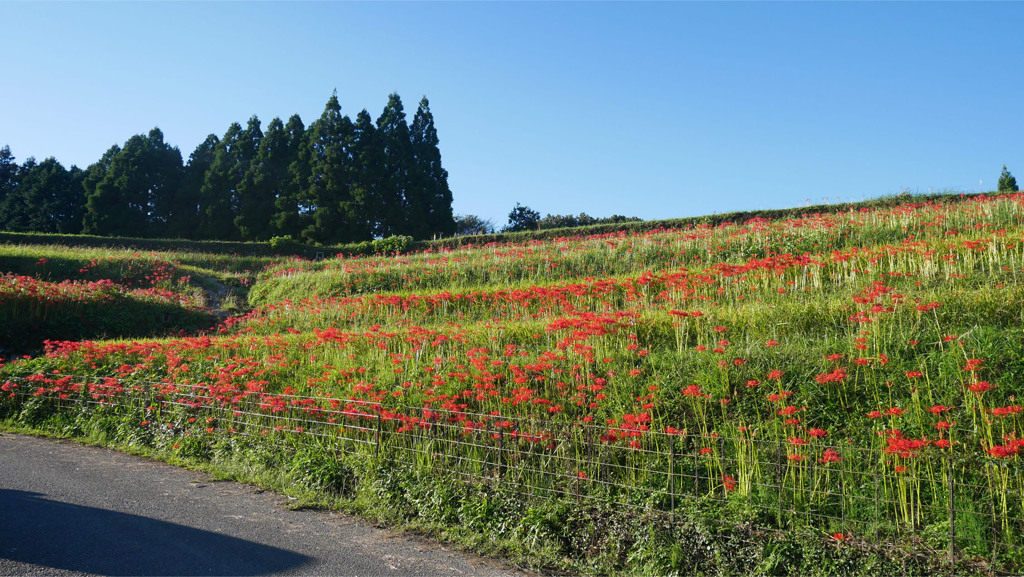 ヨシビ棚田 (5)