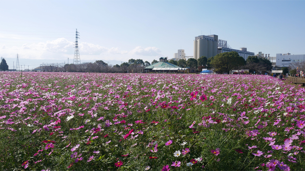 キリン花園のコスモス＠2023 (8)