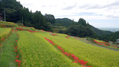 江里山の彼岸花 (10)