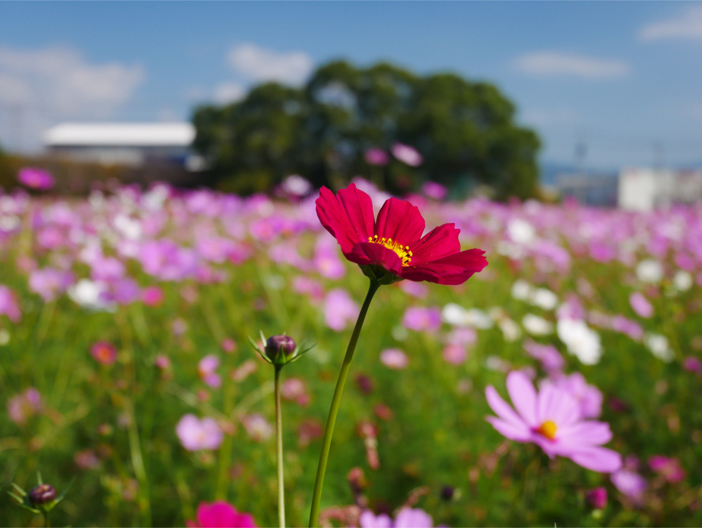 キリン花園のコスモス＠2023 (5)