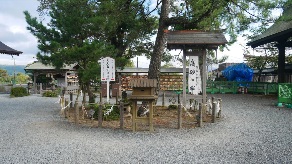 阿蘇神社＠2023 (30) 高砂の松