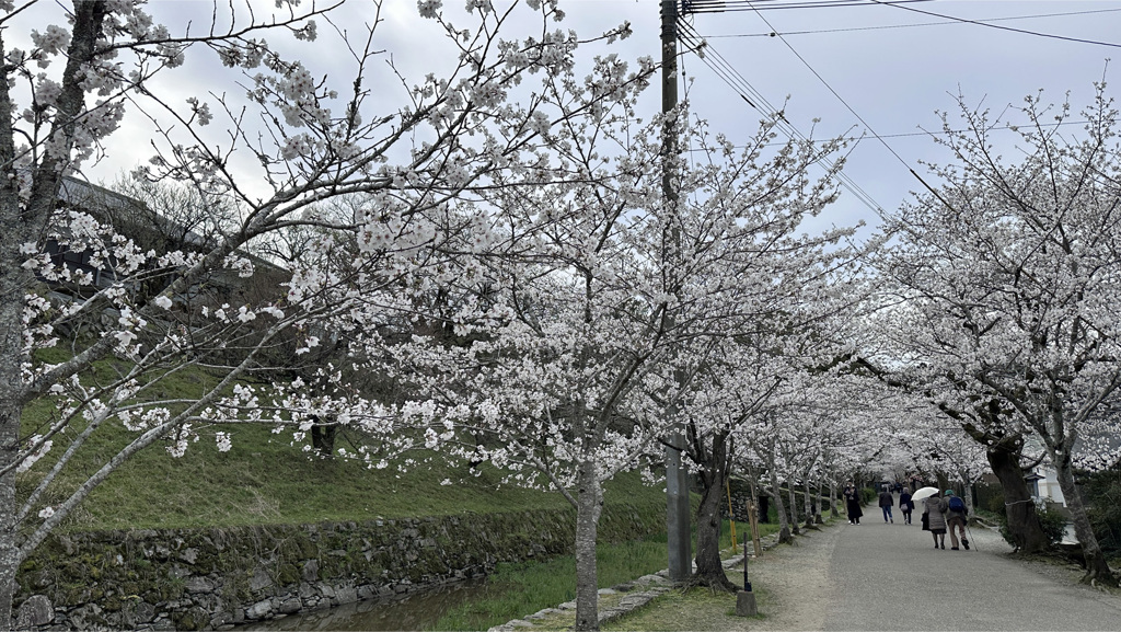 杉の馬場の桜 (1)