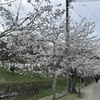 杉の馬場の桜 (1)