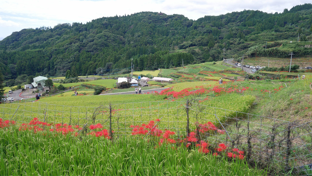 江里山の彼岸花 (9)