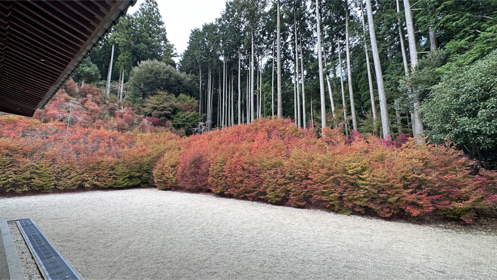 呑山観音寺 (78) 百観音堂のドウダンツツジ