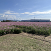 キリン花園のコスモス＠2023 (9)