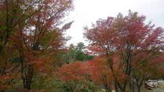 呑山観音寺 (36) 瑜祇大宝塔