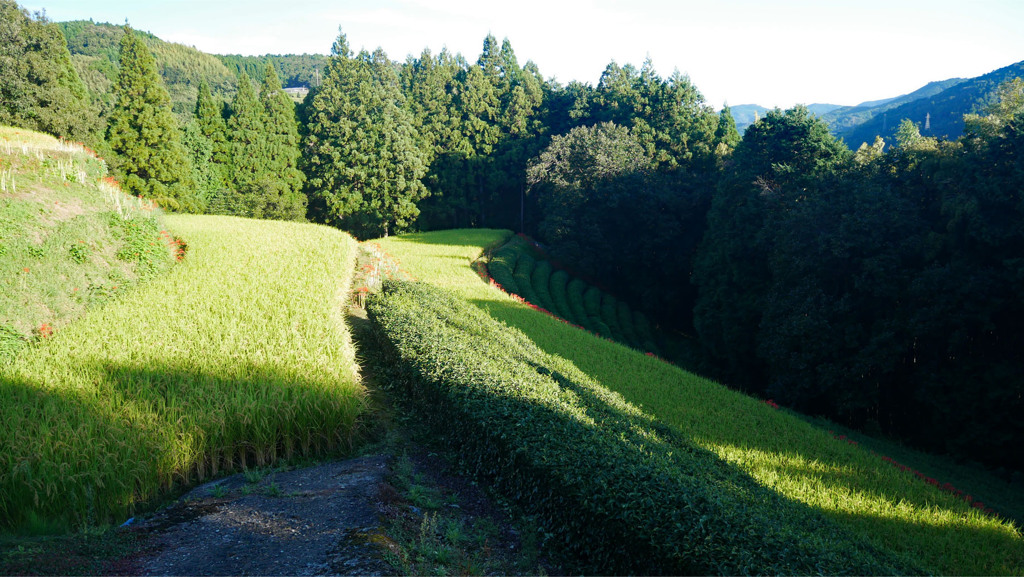 ヨシビ棚田 (1)