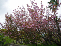 平和公園・ボタン桜