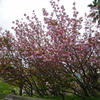 平和公園・ボタン桜