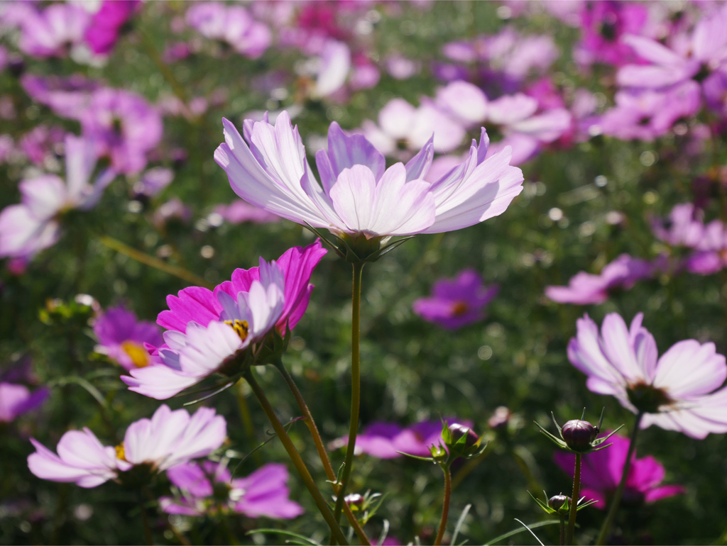 キリン花園のコスモス＠2023 (15)