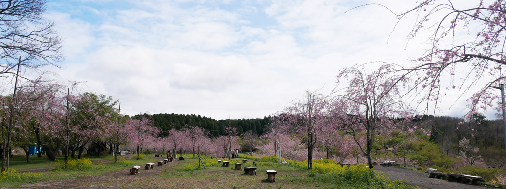 長湯温泉しだれ桜の里 wide 1