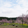 長湯温泉しだれ桜の里 wide 1