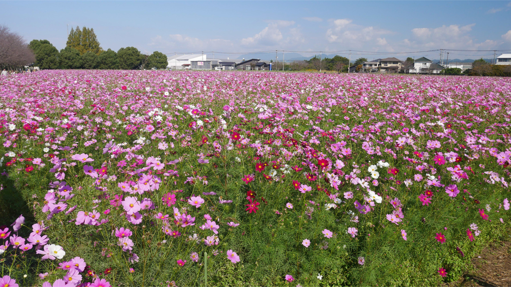 キリン花園のコスモス＠2023 (32)