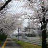 健軍自衛隊通りの桜 (3)