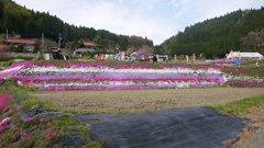 大道理芝桜まつり＠2018 (4)