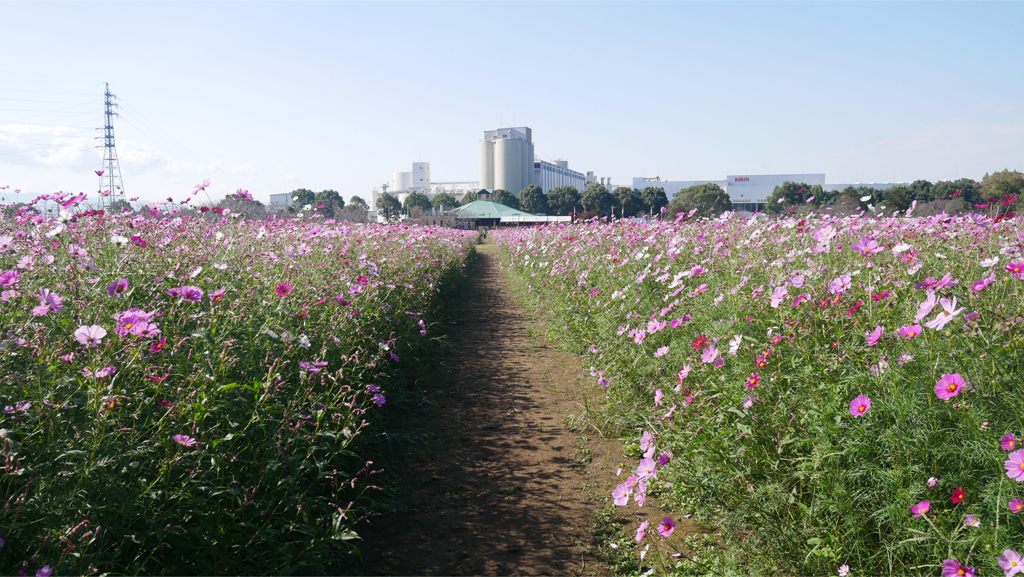 キリン花園のコスモス＠2023 (19)