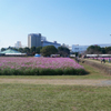 キリン花園のコスモス＠2023 (11)