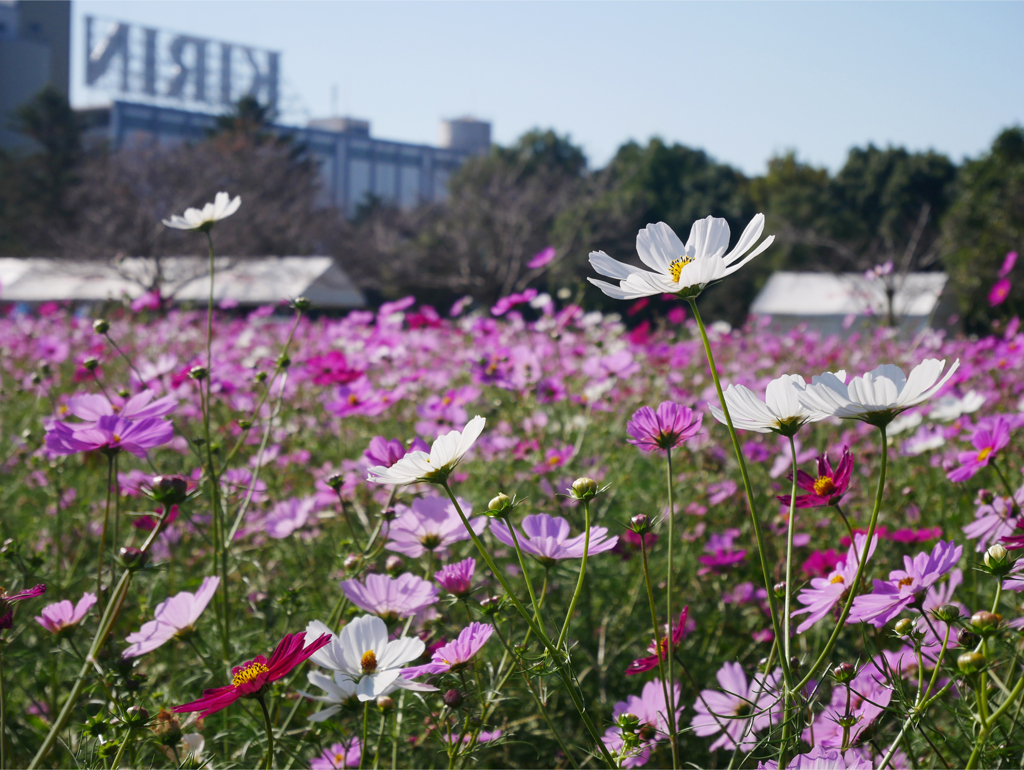 キリン花園のコスモス＠2023 (3)