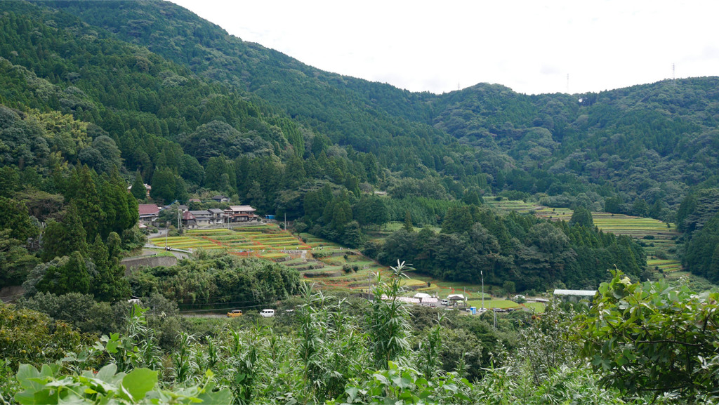 江里山の彼岸花 (1)