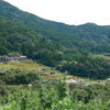 江里山の彼岸花 (1)