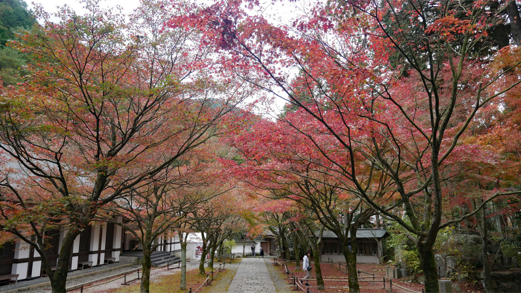 呑山観音寺 (12') 天王院