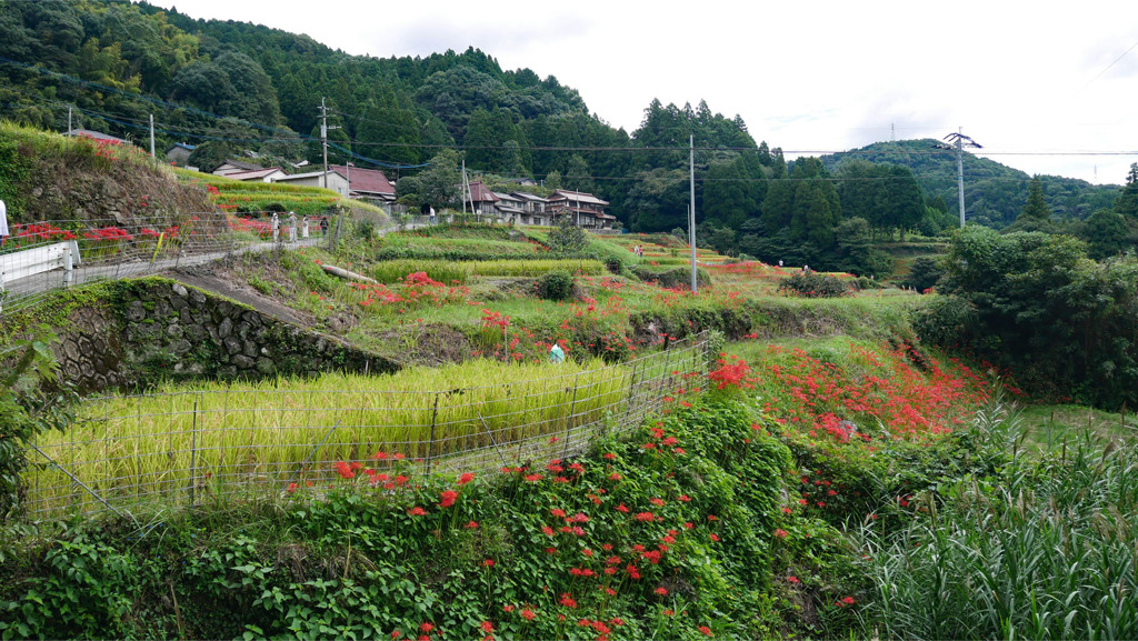 江里山の彼岸花 (5)