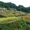江里山の彼岸花 (5)