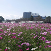 キリン花園のコスモス＠2023 (4)