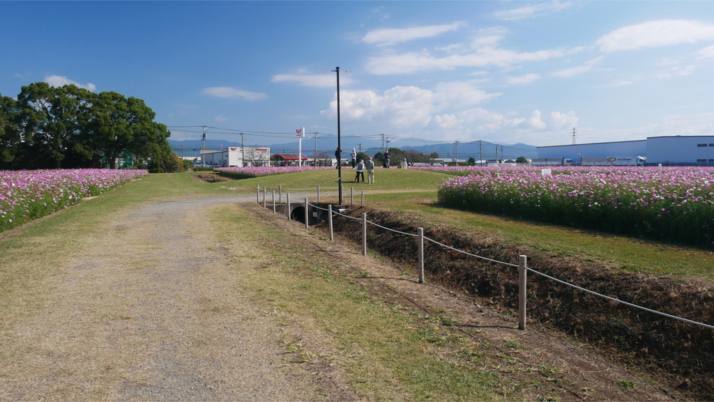 キリン花園のコスモス＠2023 (7)