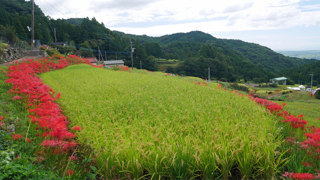 江里山の彼岸花 (6)