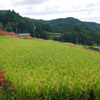 江里山の彼岸花 (6)