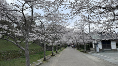 杉の馬場の桜 (2)