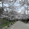 杉の馬場の桜 (2)