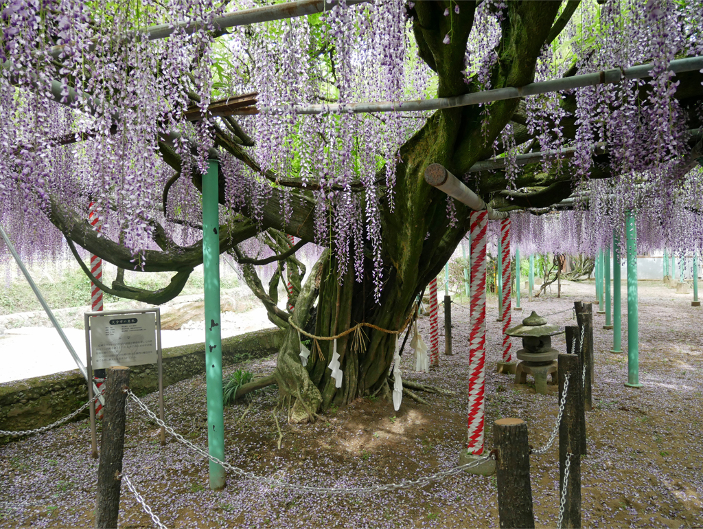 西寒多神社＠2018 (9)