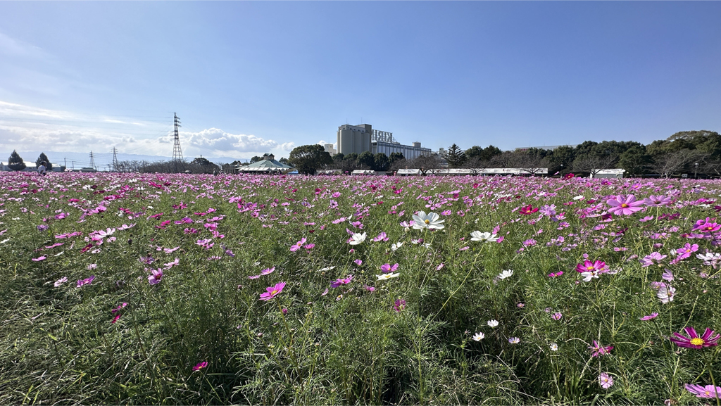 キリン花園のコスモス＠2023 (6)