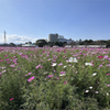 キリン花園のコスモス＠2023 (6)