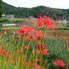 江里山の彼岸花 (4)