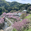 一心寺＠2025 (2)