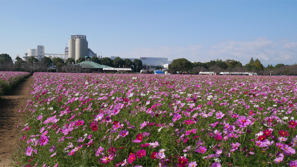 キリン花園のコスモス＠2023 (22)
