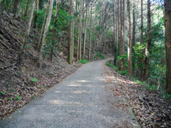 丸出山観測所跡への道 ③