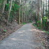 丸出山観測所跡への道 ③