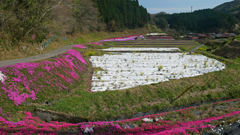 大道理芝桜まつり＠2018 (7)