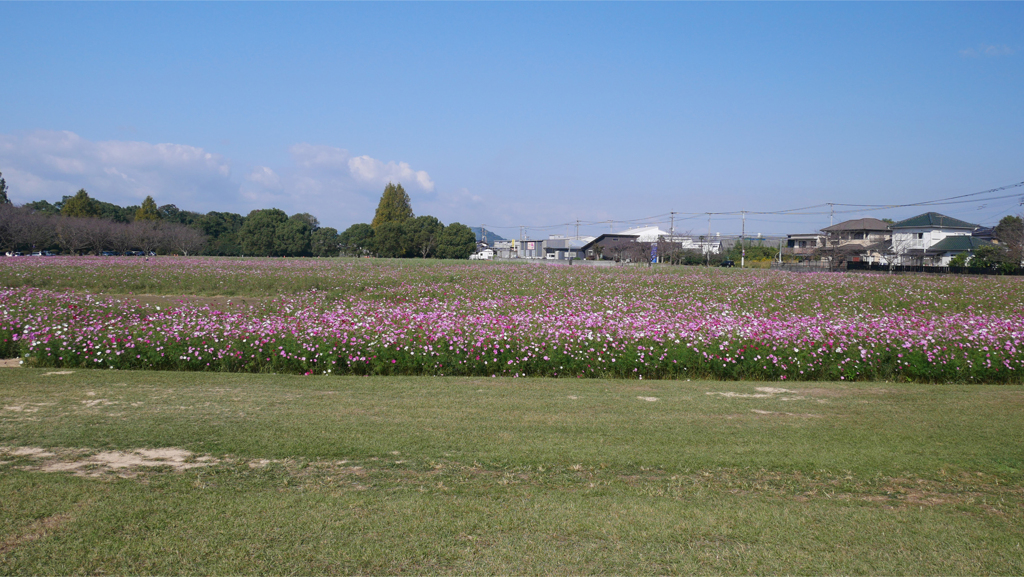 キリン花園のコスモス＠2023 (16)